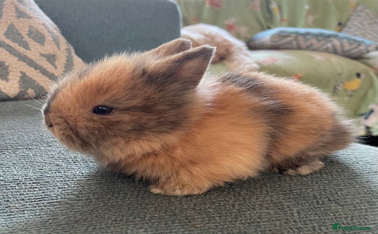 Lionhead rabbits - Advert 11