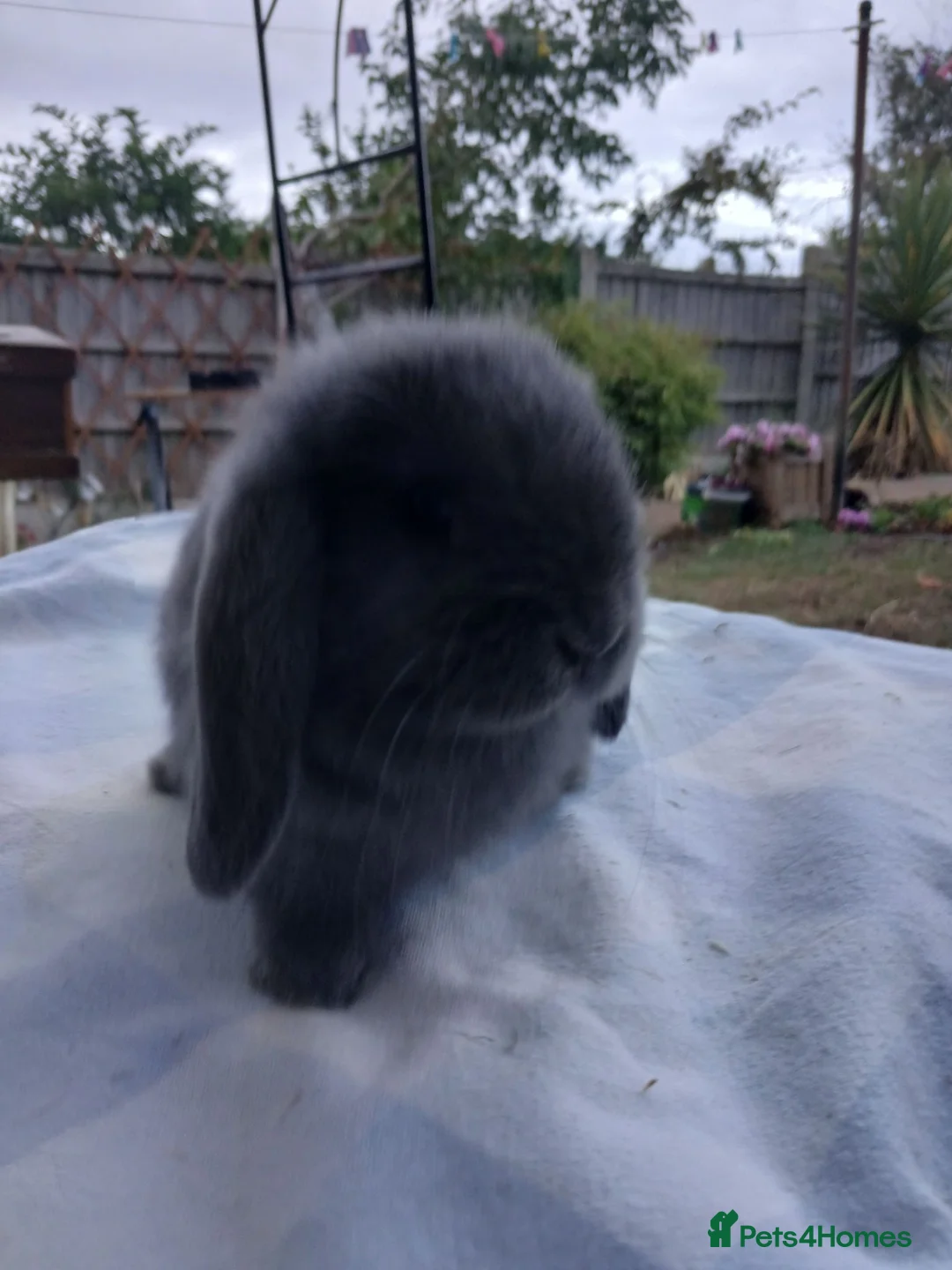 Mini Lop rabbits for sale: Last one ready 1st September  - Advert 2