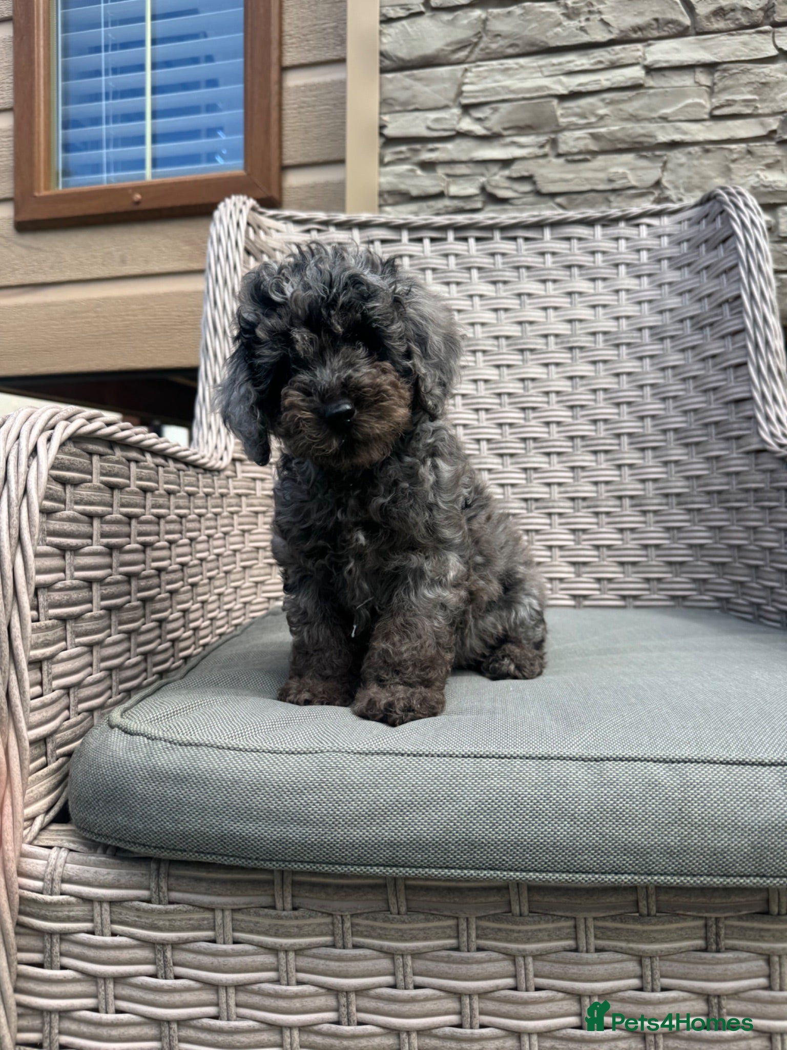 Miniature Poodle dogs 2 miniature poodles  - Advert 2