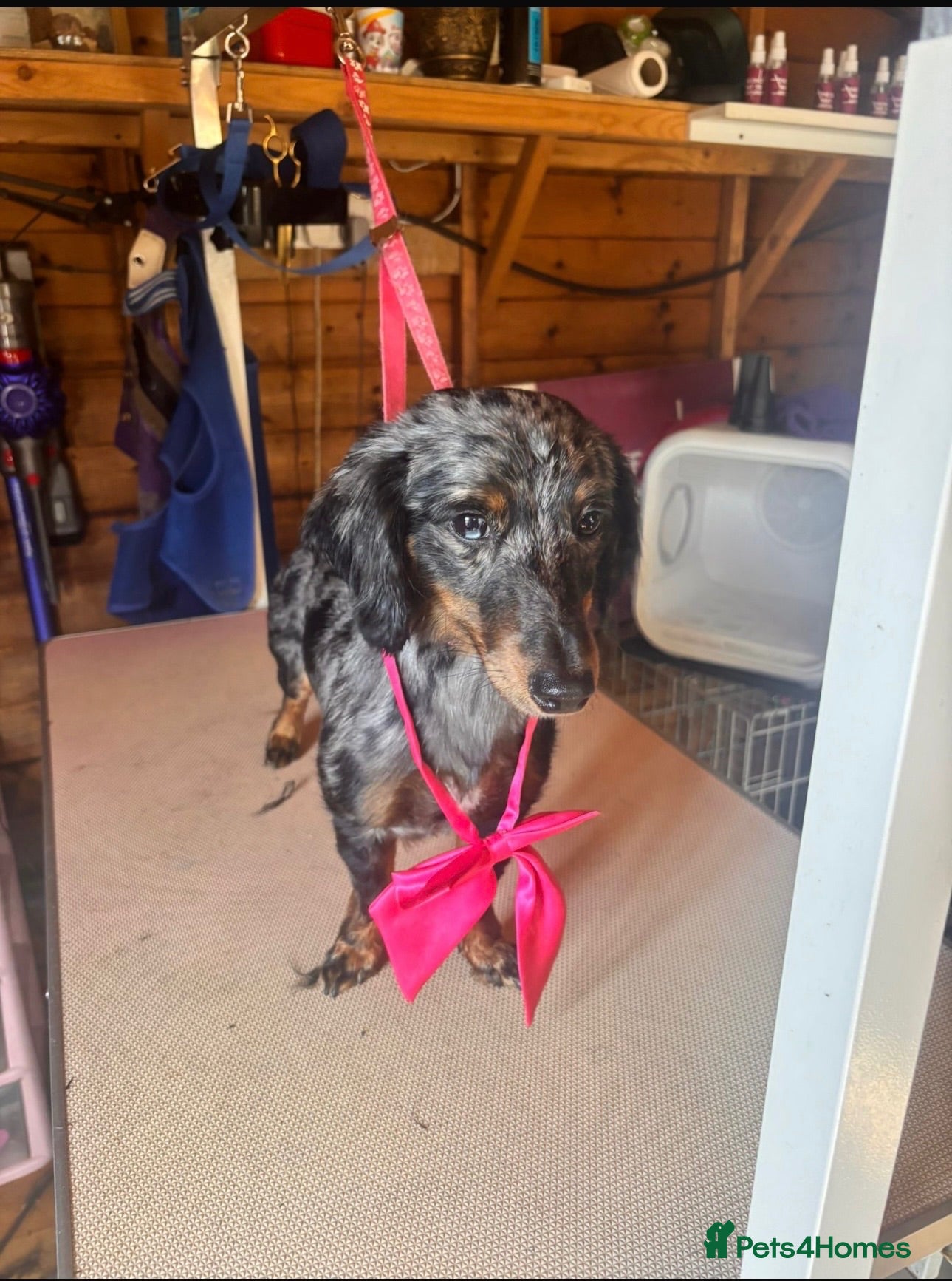 Dachshund dogs Poppy standard dachshund  - Advert 2