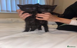 Domestic Shorthair cats for sale: Beautiful kittens for sale - Image 5