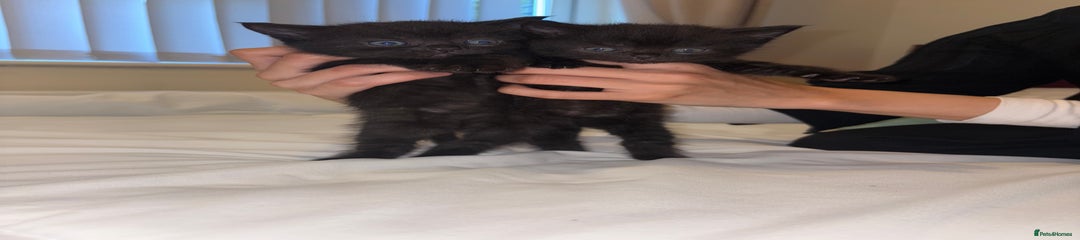 Domestic Shorthair Kitten 5