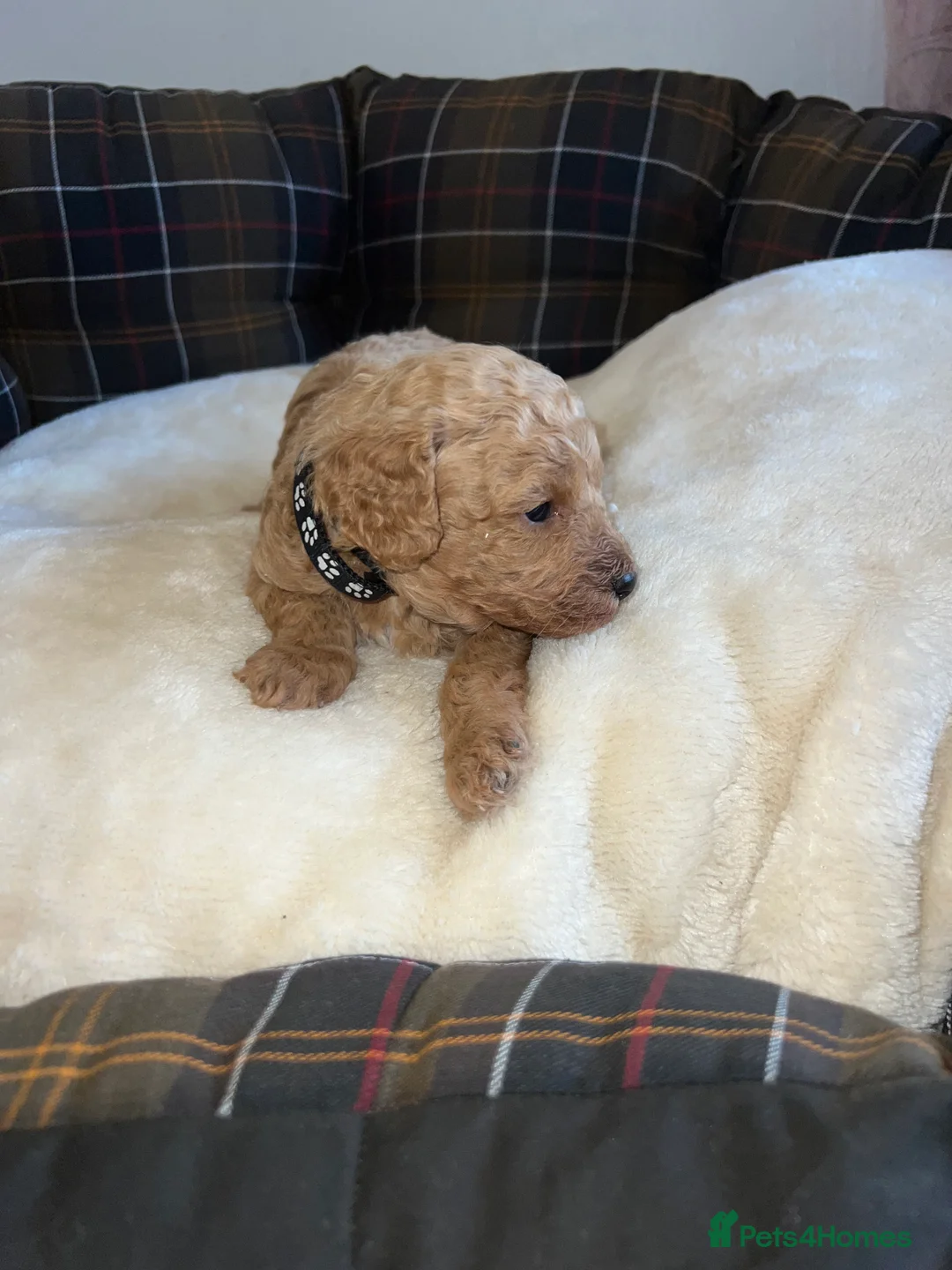 Poodle dogs for sale: 🐶🐶🐶TOY POODLES for sale🐶🐶🐶 - Advert 22