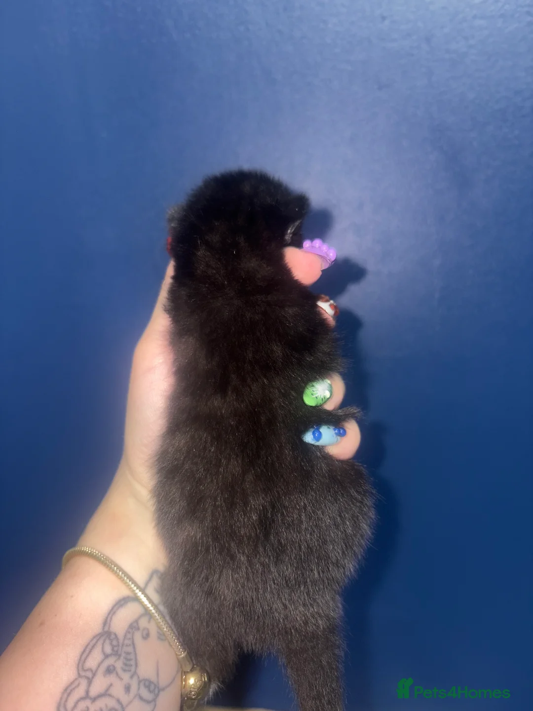 Domestic Shorthair cats for sale: Three gorgeous male kittens  - Advert 2