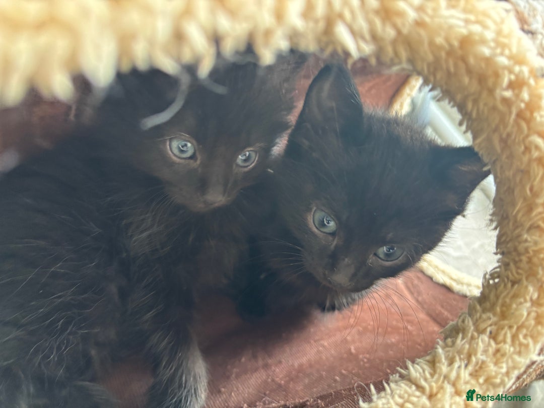 Russian Blue cats for sale: Russian Blue x Ragdoll Kittens - Image 12