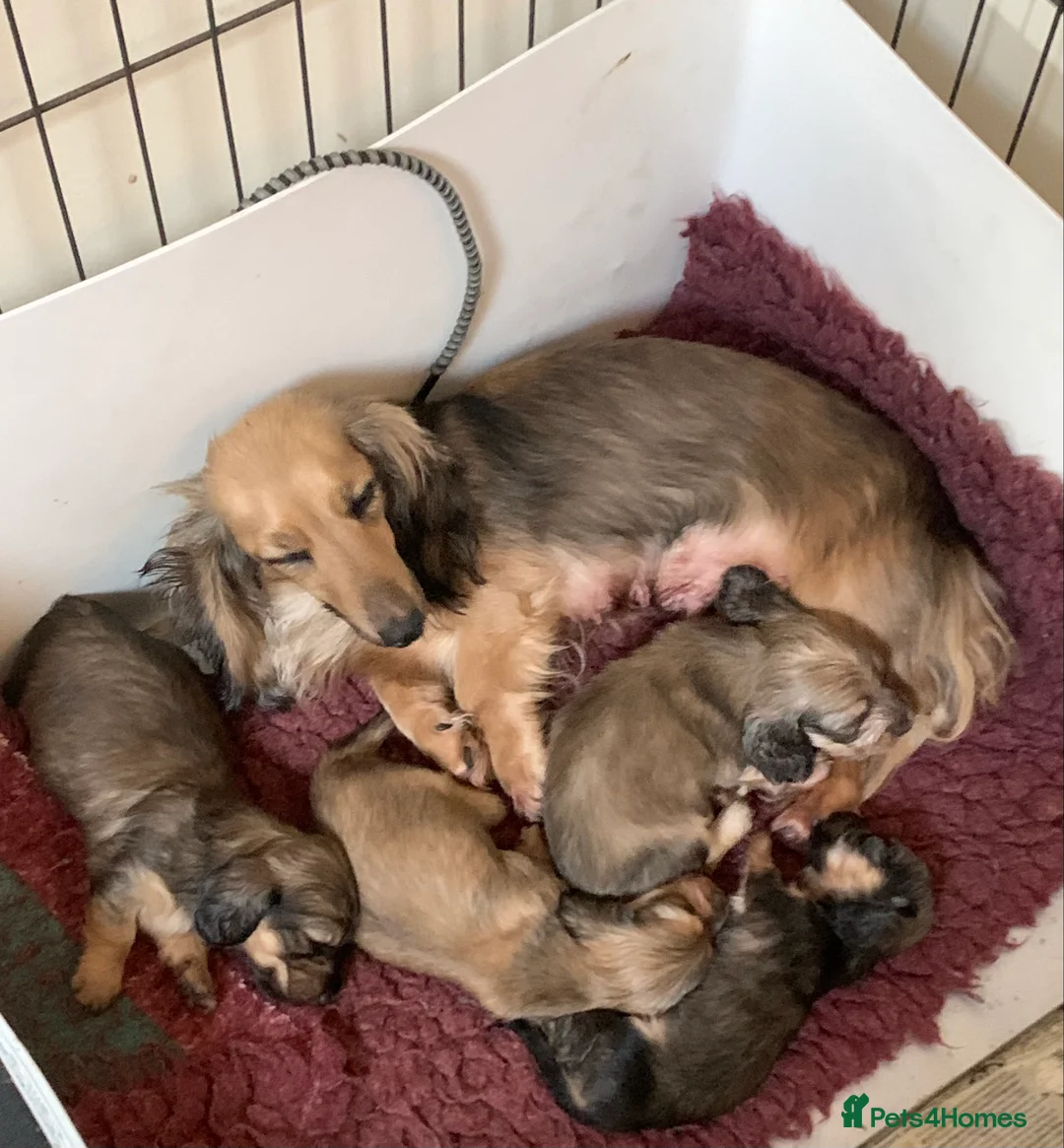Miniature Dachshund dogs for sale: Miniature long haired dachshund boys  - Advert 2