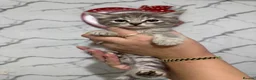 Mixed Breed cats for sale: Kittens for sale  - Advert 10