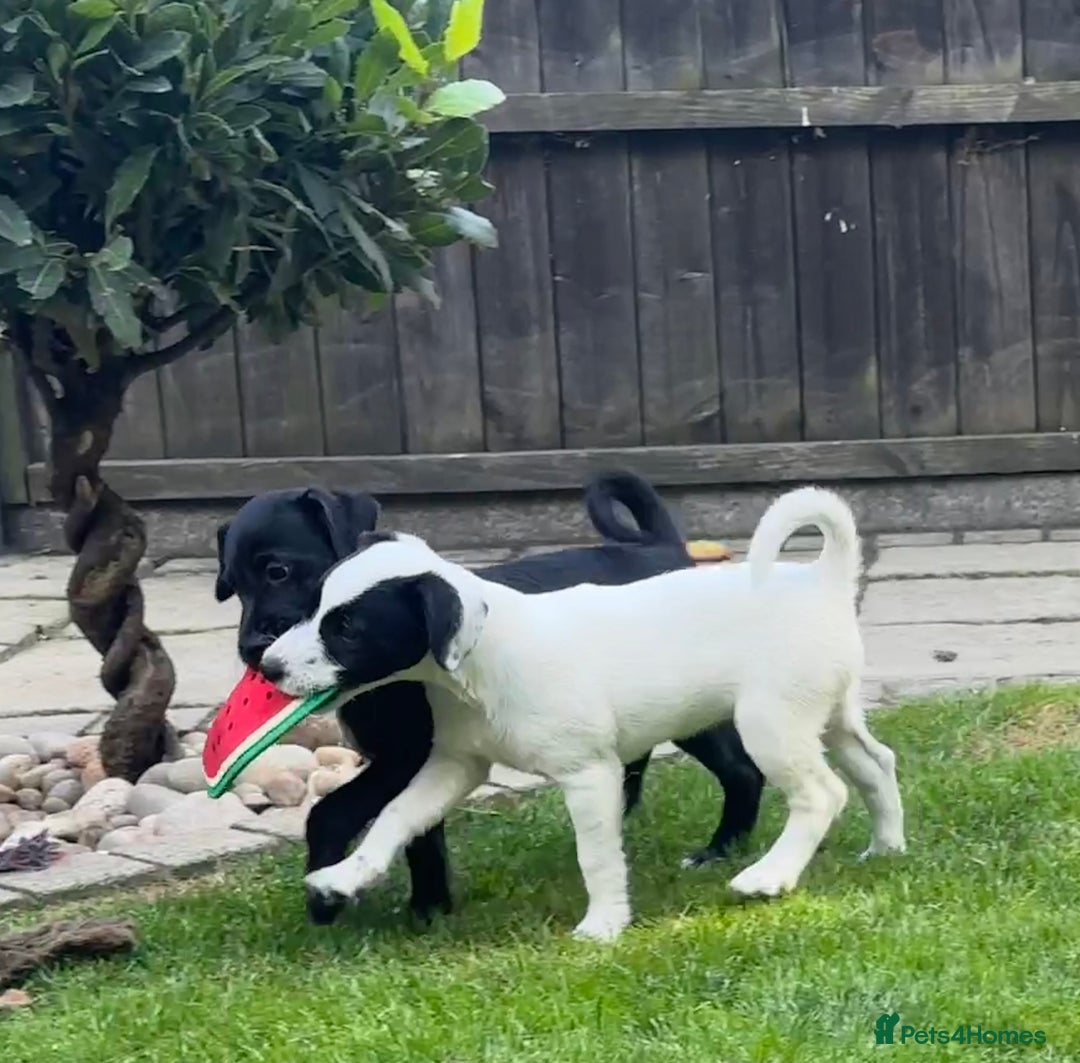 Patterjack dogs for sale:  🐾 Patterdale x Jack Russell Puppies 🐾 - Image 11