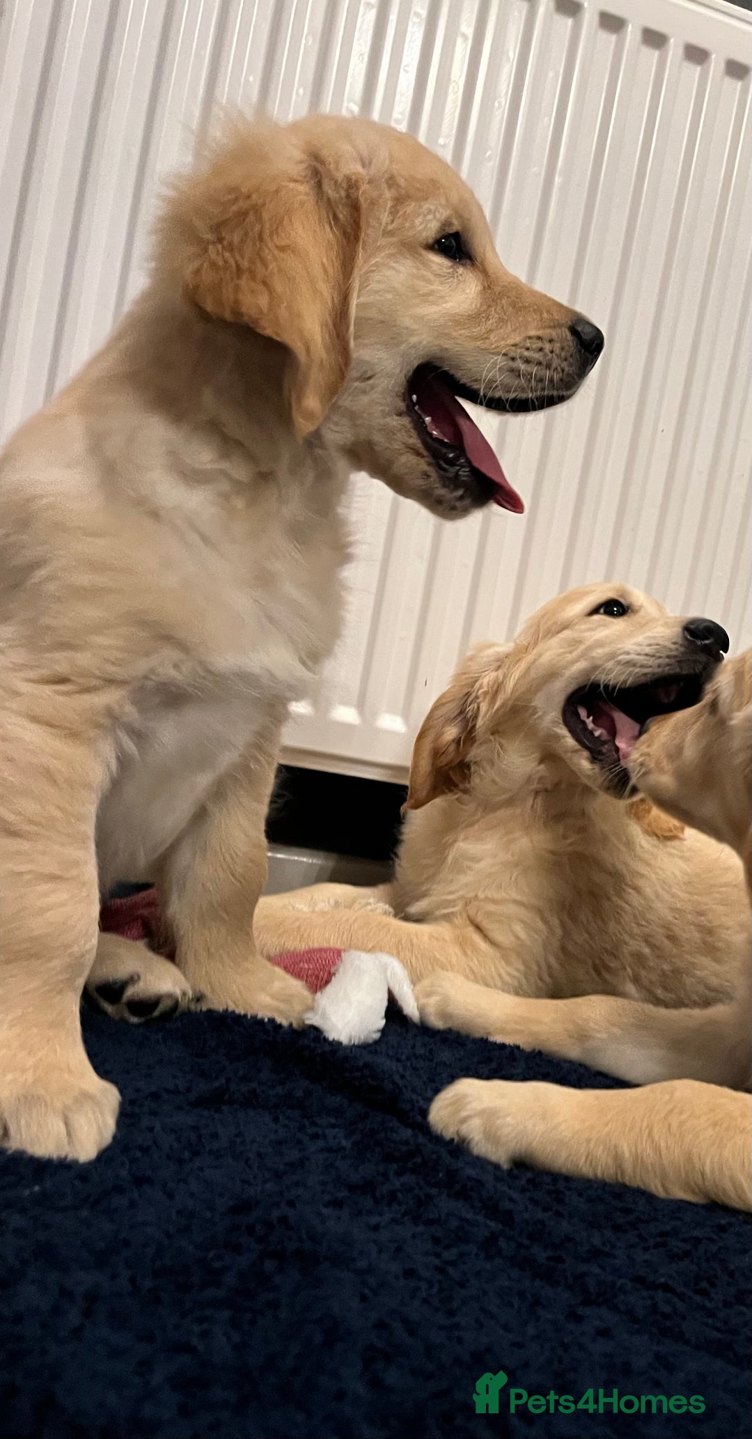 Golden Retriever dogs for sale: Golden retriever puppies - Advert 4