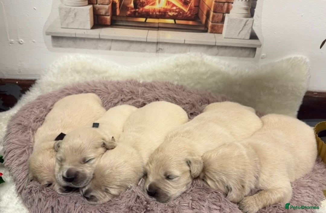 Golden Retriever dogs for sale: KC Golden Retriever Puppies for sale - Advert 4