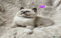 Ragdoll cats for sale: PURE RAGDOLL KITTENS 💜💙💚🤎 - Image 24
