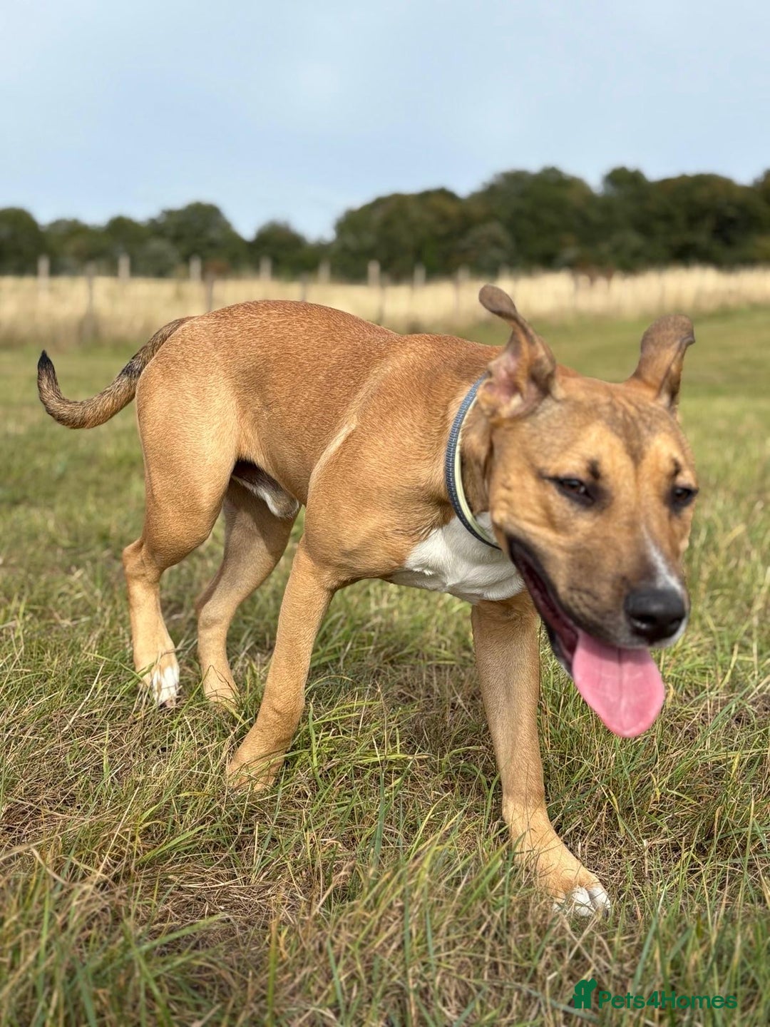 Mixed Breed dogs for sale: Hugo up for Adoption - Image 5