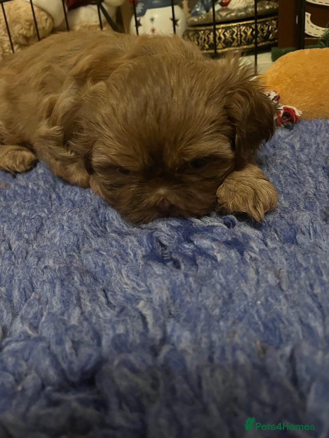 Shih Tzu dogs for sale: Adorable Shih Tzu puppies - Advert 4