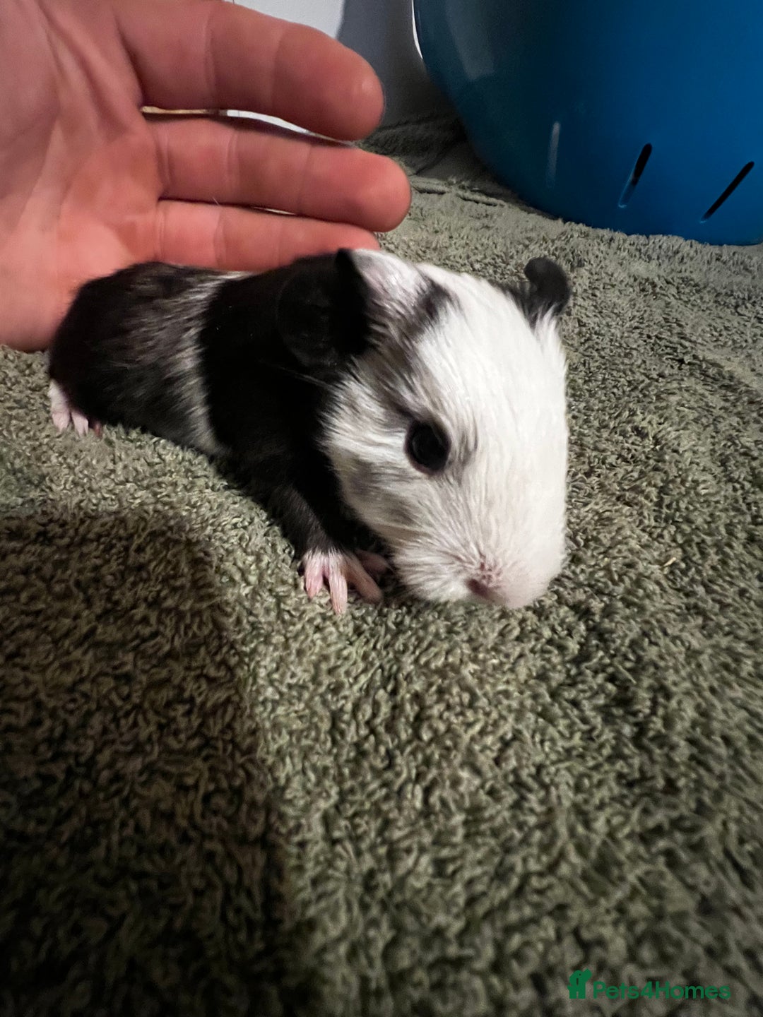 Guinea Pig rodents for sale: Baby guinea pigs  - Advert 23