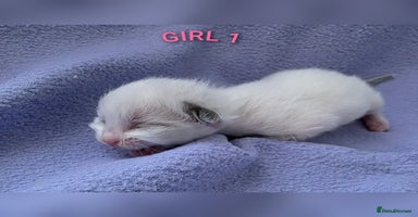 Ragdoll cats - Advert 12