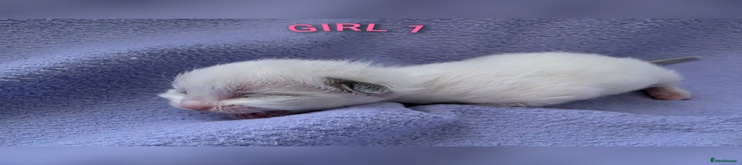 GIRL 1