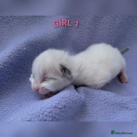 Ragdoll cats - Advert 12