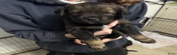 Mixed Breed dogs for sale: German Shepherd husky mix Rottweiler - Advert 7