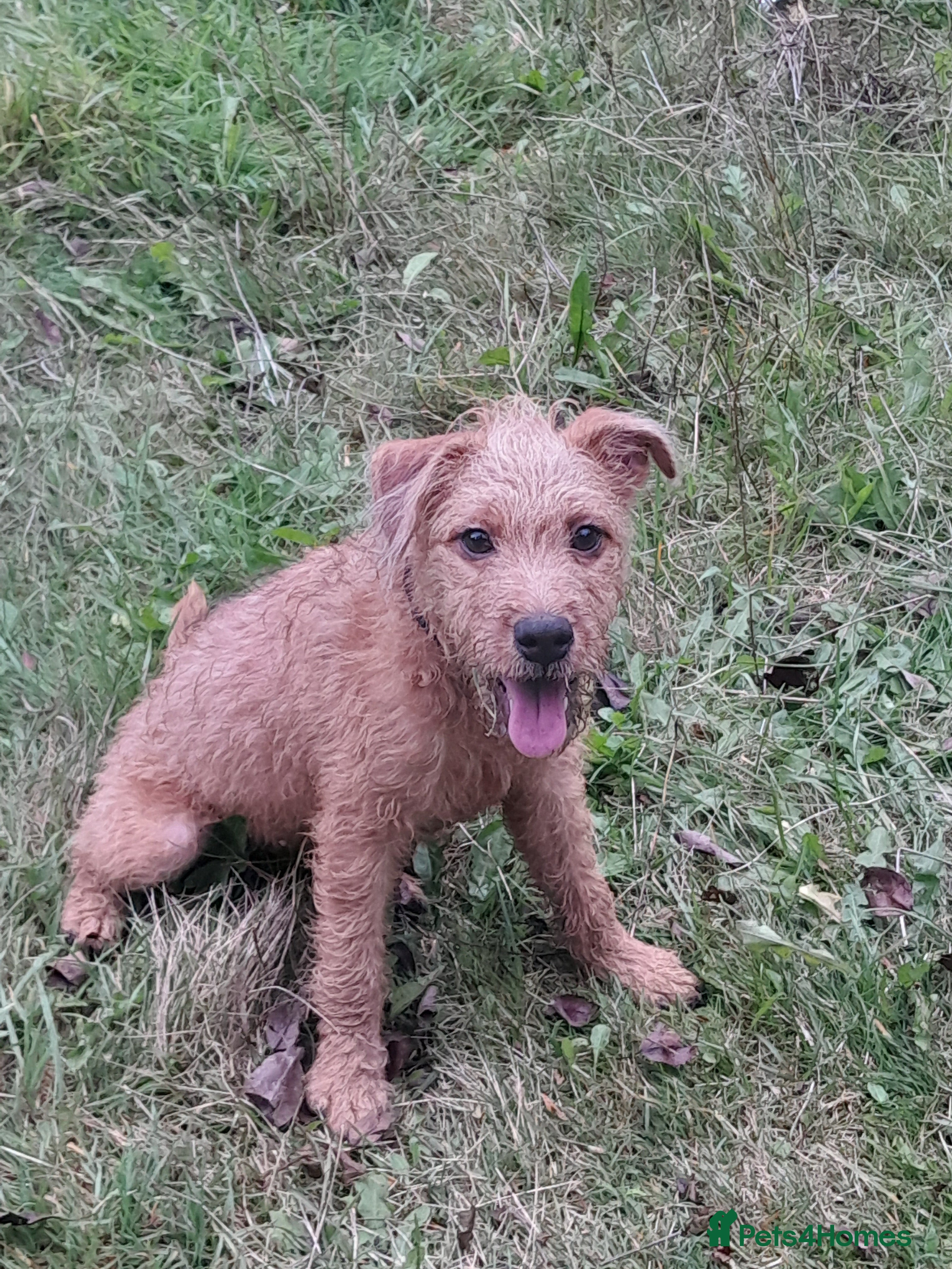 Mixed Breed dogs Lakeland x Patterdale Pup - Advert 2