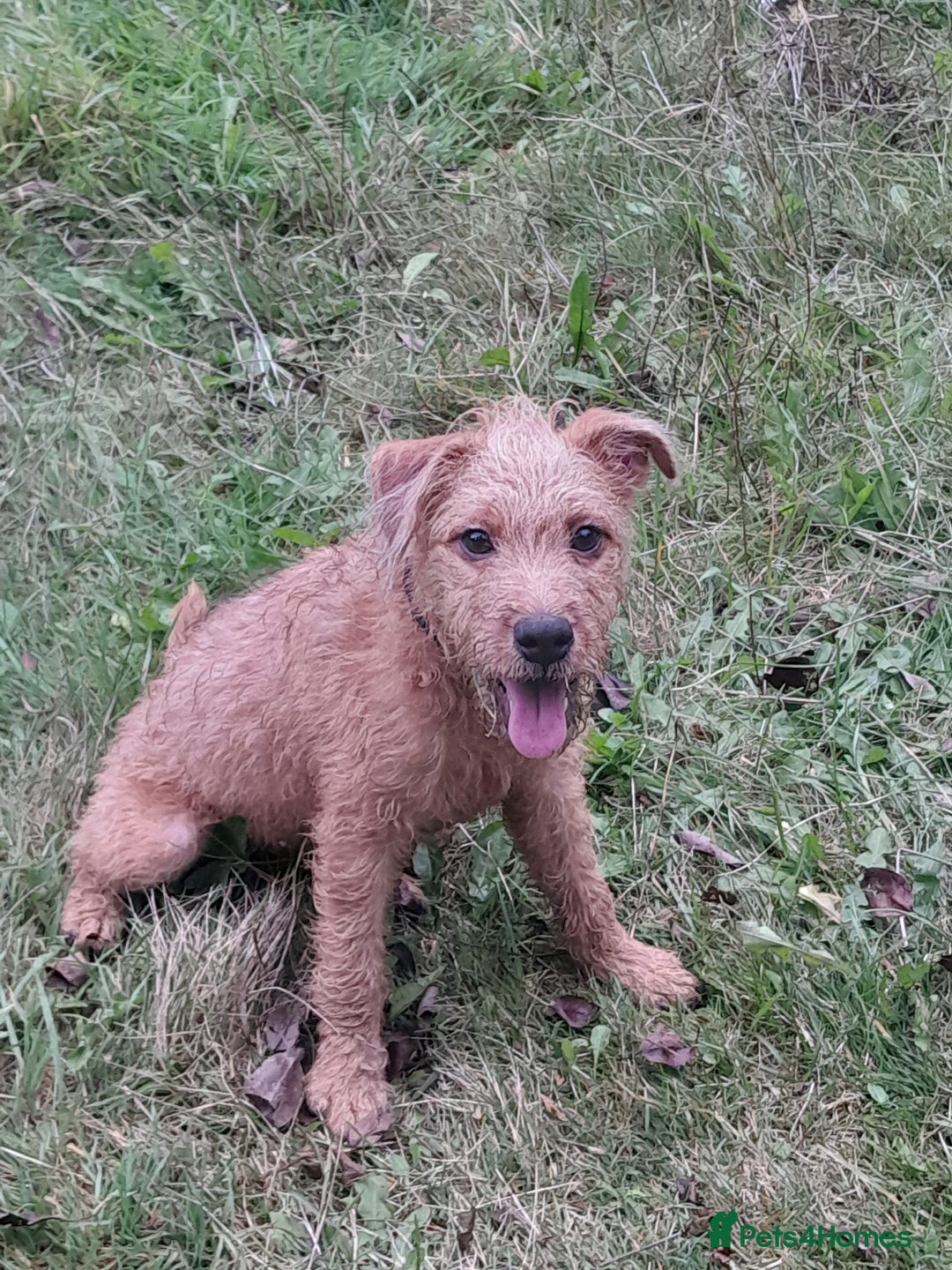 Mixed Breed dogs for sale: Lakeland x Patterdale Pup - Advert 1