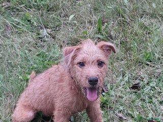 Mixed Breed dogs Lakeland x Patterdale Pup - Advert 9