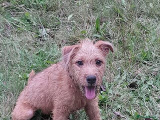 Mixed Breed dogs Lakeland x Patterdale Pup - Advert 5