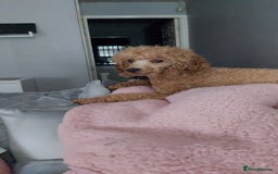 Toy Poodle dogs for sale: Red toy poodle girl LuLu - Image 2