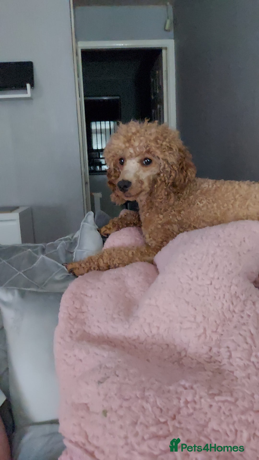 Toy Poodle dogs for sale: Red toy poodle girl LuLu - Image 2