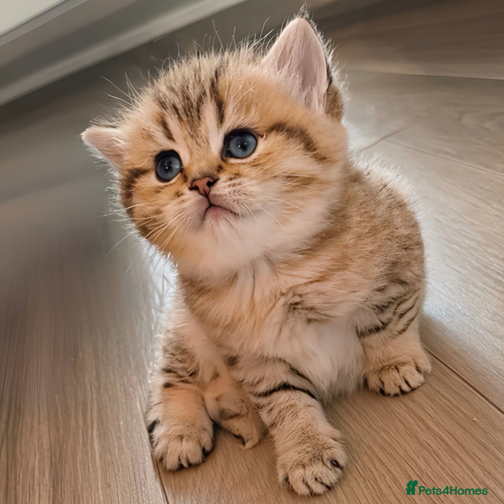 British Shorthair cats Gorgeous Pure Bred BSH Kitten - Advert 1
