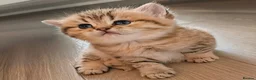 British Shorthair cats for sale: Gorgeous Pure Bred BSH Kitten - Advert 1