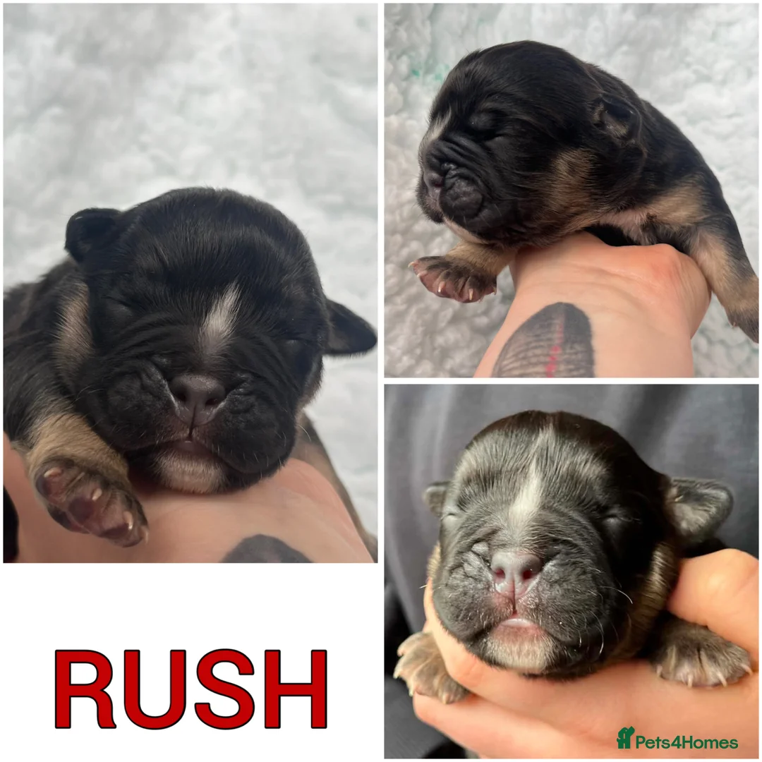 Olde English Bulldogge dogs for sale: OEB Puppies from Health Tested Champion bloodlines in Normanton - Advert 2