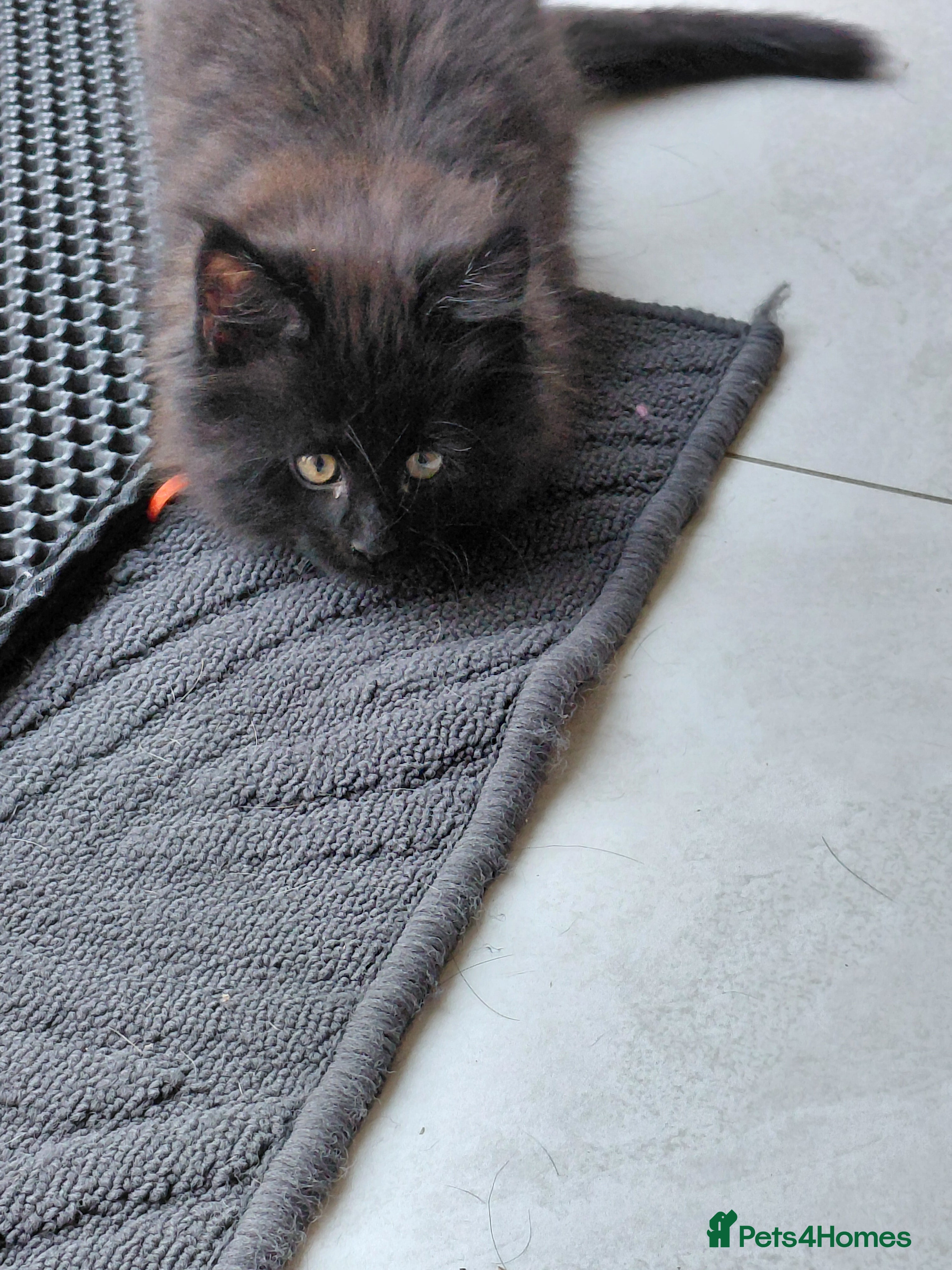 Maine Coon cats Beautiful Ticca registered maine coon kittens - Advert 2