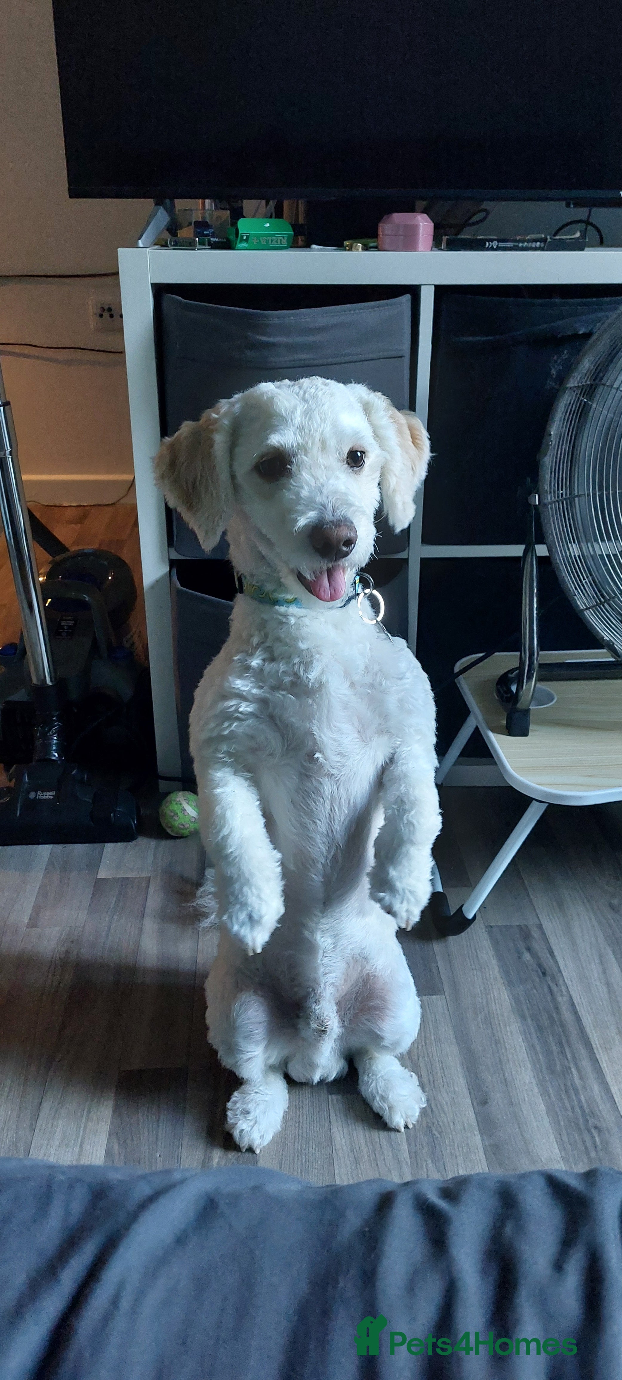 Maltipoo dogs 3 year old male Maltipoo  - Advert 1