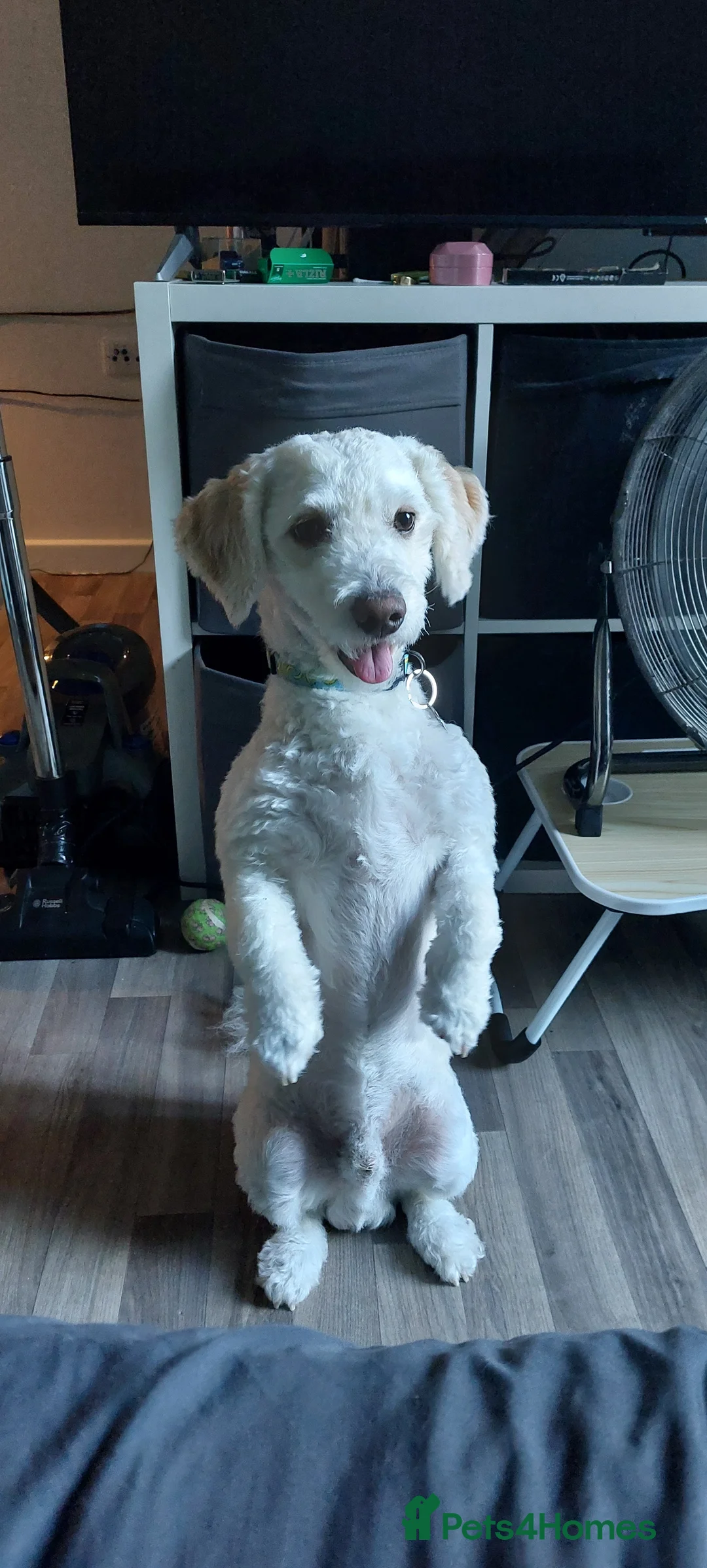 Maltipoo dogs for sale: 3 year old male Maltipoo  - Advert 1