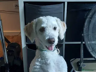 Maltipoo dogs 3 year old male Maltipoo - Advert 1