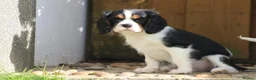 Cavalier King Charles Spaniel dogs for sale: Beautiful Cavalier King Charles Spaniel puppies - Advert 37