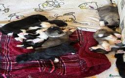 Akita dogs for sale:  ⭐ READY NOW adorable chunky A/AKITAS - Image 11