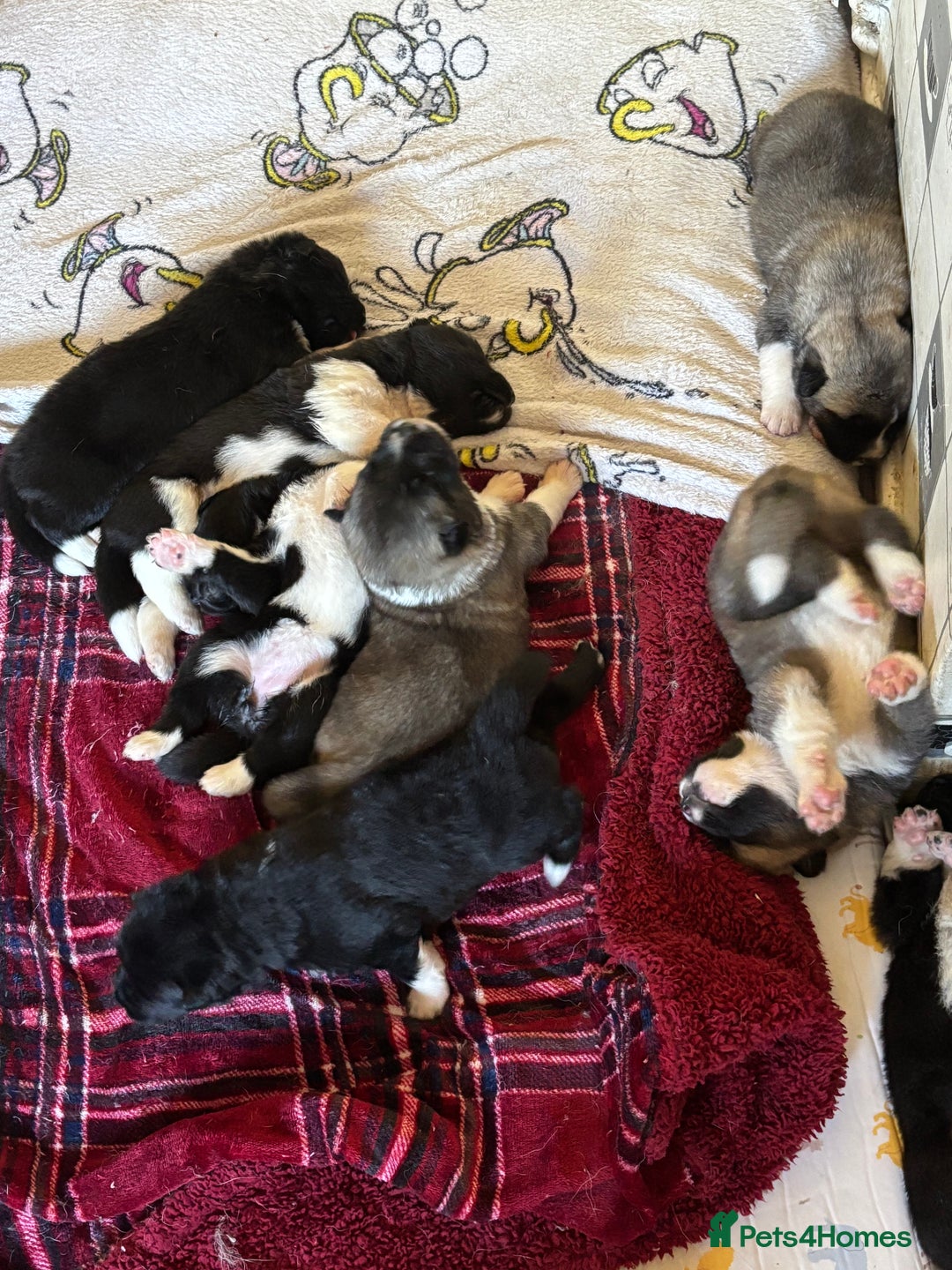 Akita dogs for sale:  ⭐ READY NOW adorable chunky A/AKITAS - Image 11