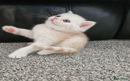 Scottish Fold cats for sale: Adorable Scottish fold Straight Ears Kittens  - Image 16