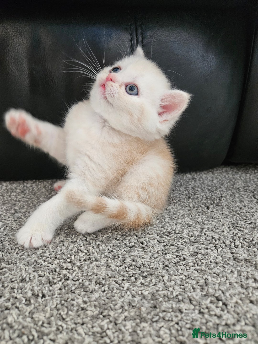 Scottish Fold cats for sale: Adorable Scottish fold Straight Ears Kittens  - Image 16