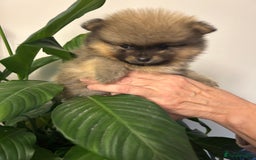 Pomeranian dogs for sale: Kc reg. Show quality 3 Pomeranian girls - Image 22