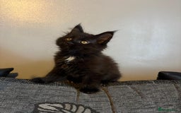 Maine Coon cats for sale: Full breed Maine Coon kittens ready to go.  - Image 6