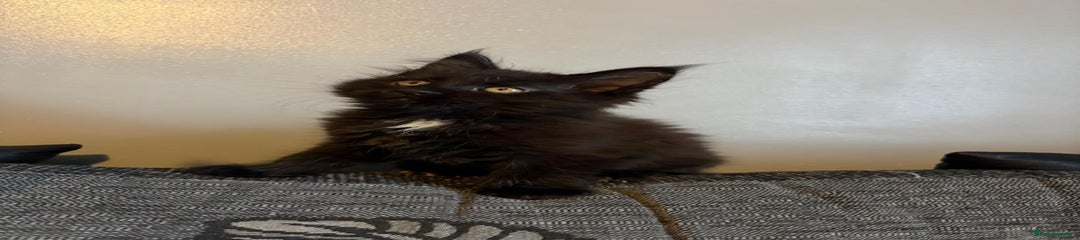 Maine Coon Kitten 1