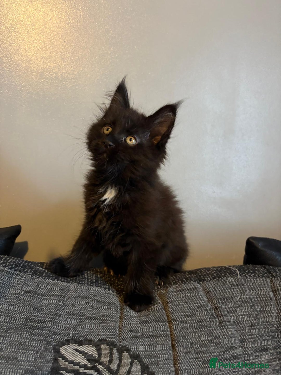 Maine Coon cats for sale: Full breed Maine Coon kittens ready to go.  - Image 6