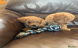 Poochon dogs for sale: Gorgeous Poochon puppies  - Image 12