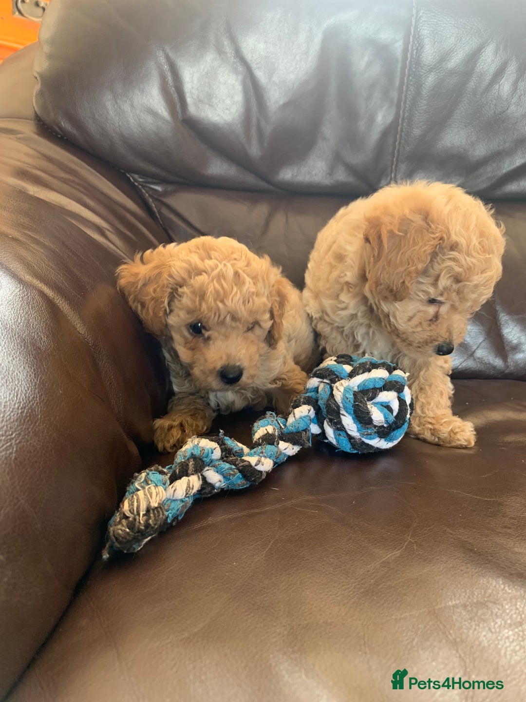 Poochon dogs for sale: Gorgeous Poochon puppies  - Image 12