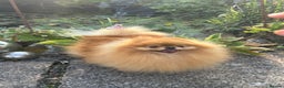 Pomeranian dogs for stud: Absolutely stunning tiny orange sable stud boy in Lanark - Advert 14