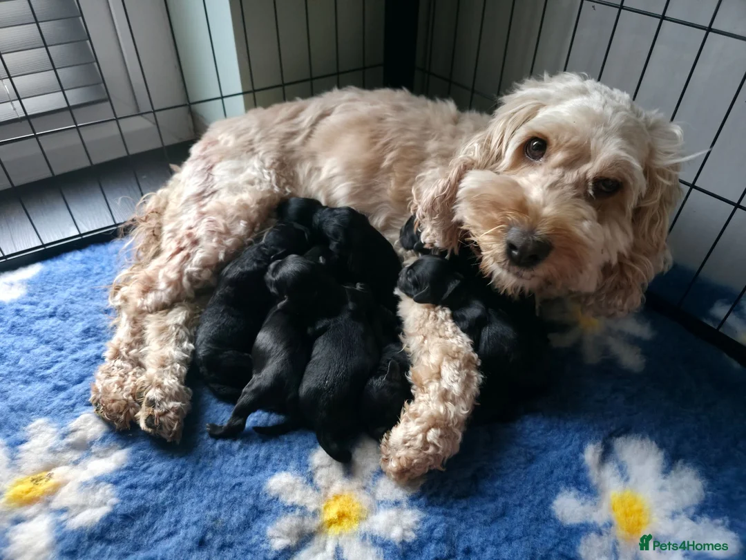 Cockapoo dogs for sale: Stunning F2 cockapoos ready soon 🐾 - Advert 1