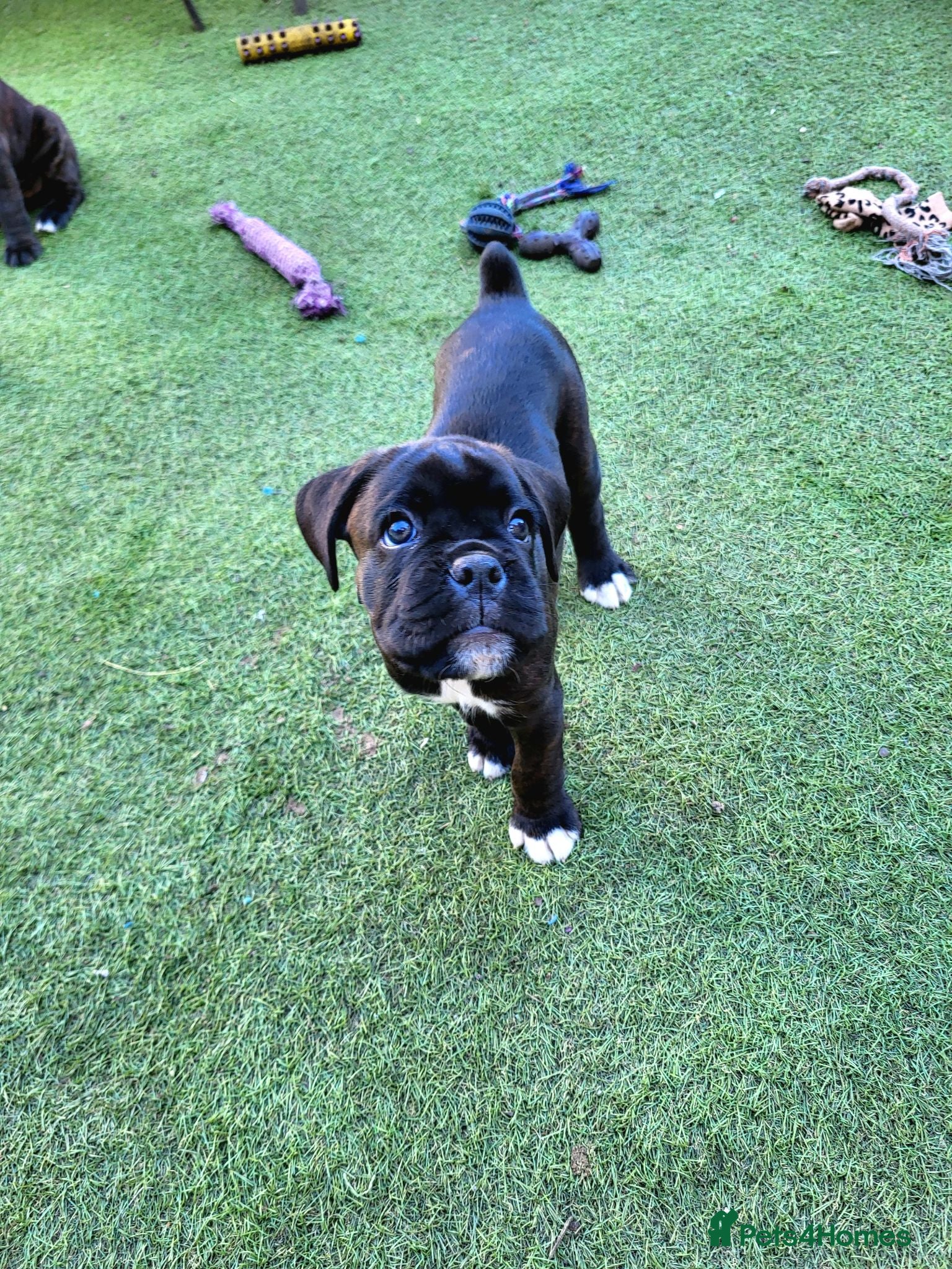 Boxer dogs Bobtail/tailed Boxer puppy - Advert 2