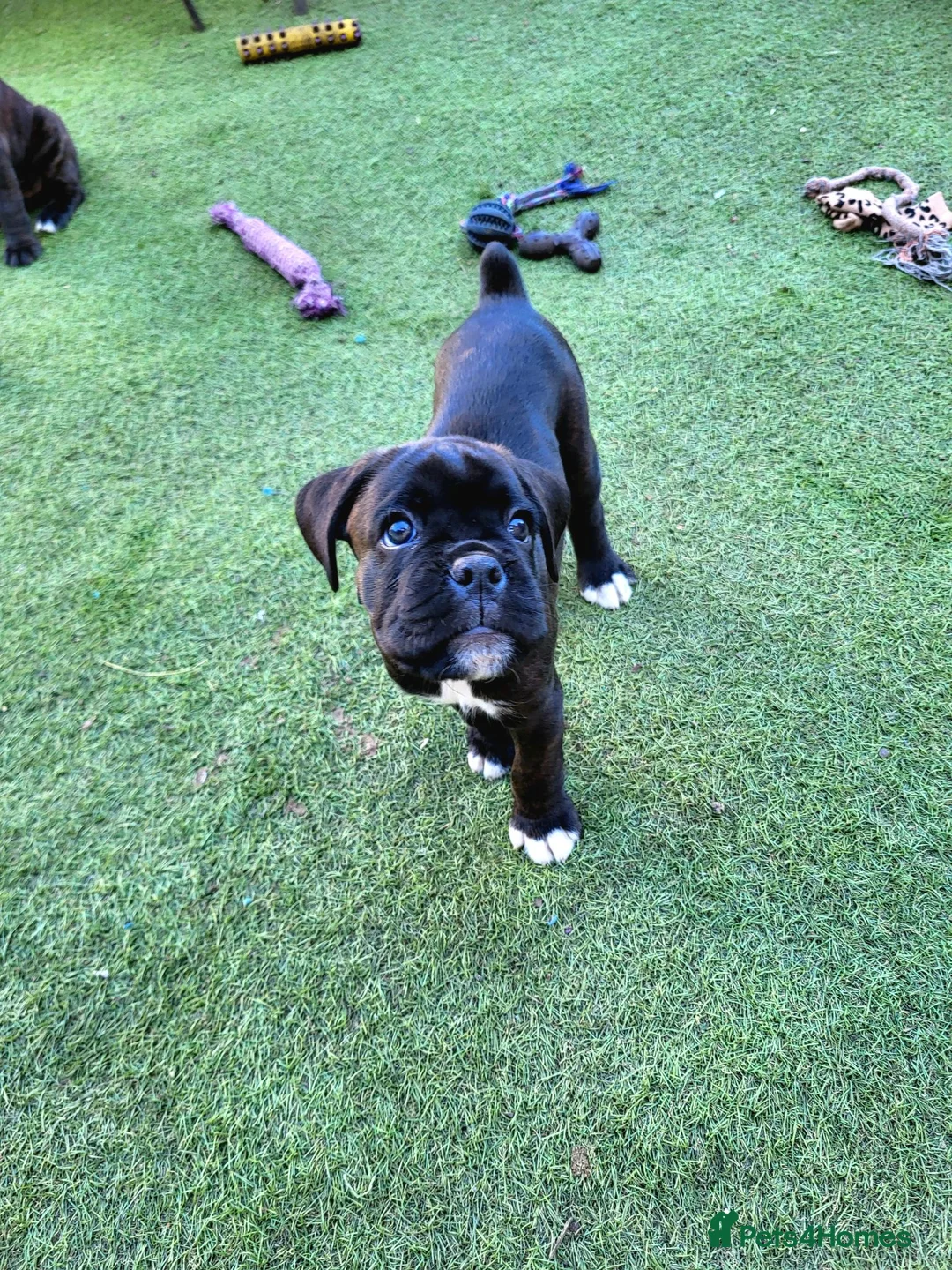 Boxer dogs for sale: Bobtail/tailed Boxer puppy - Advert 1